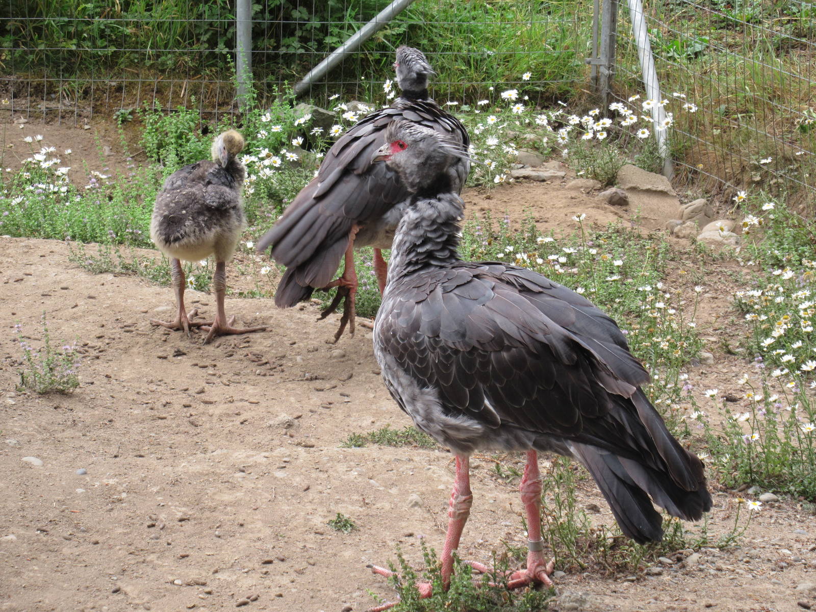 Crested Screamer Family