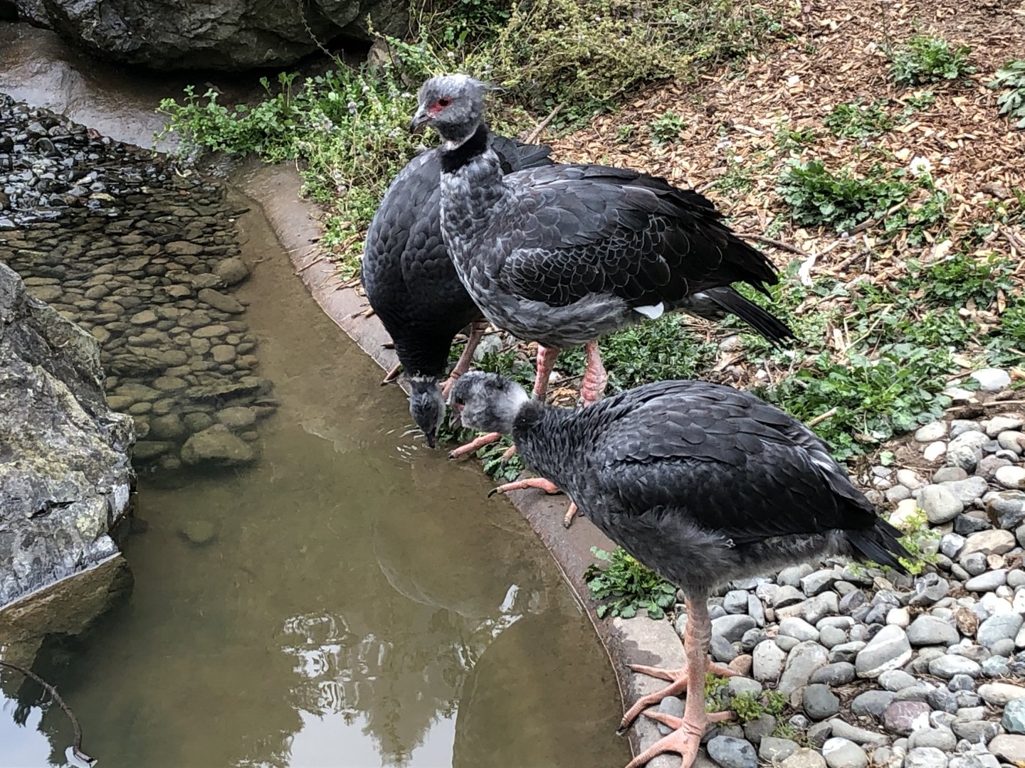 Crested screamer family