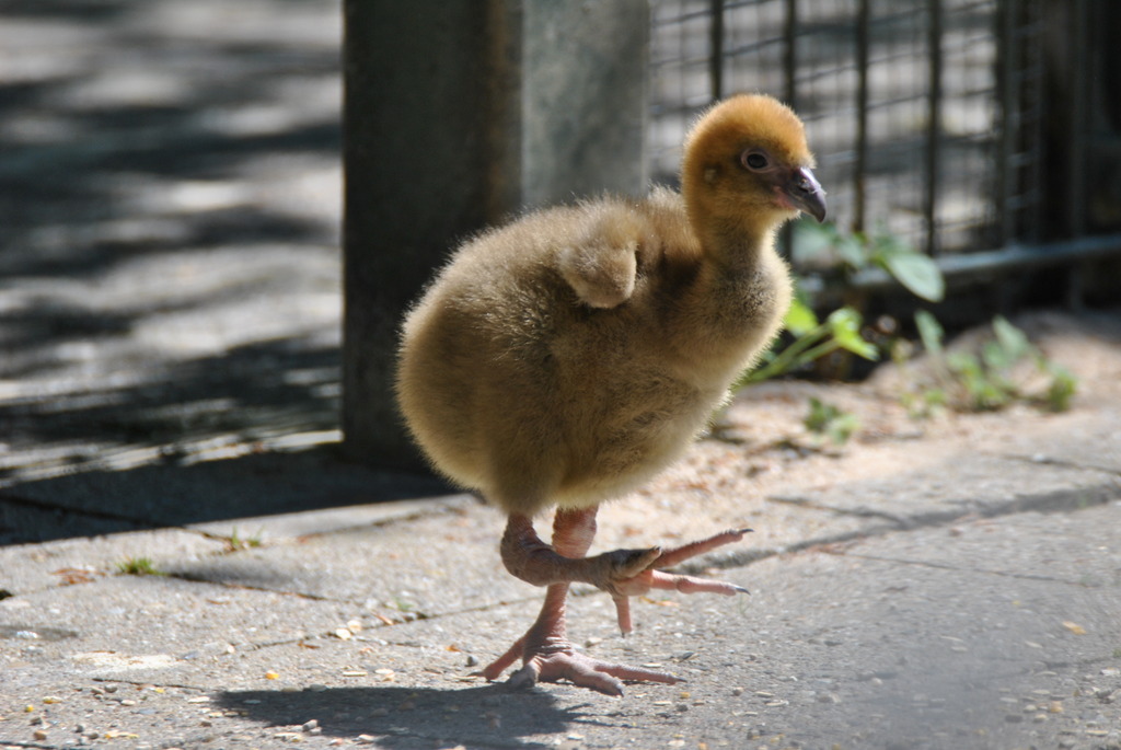 Crested screamer (juvenile)