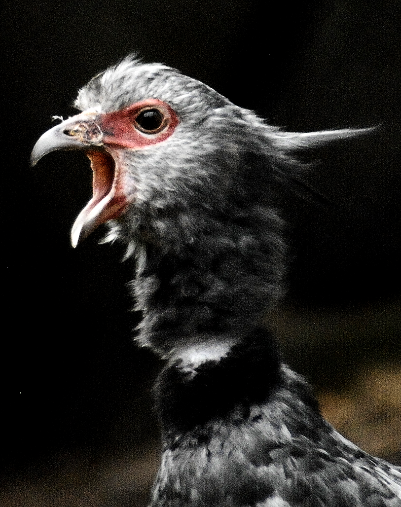 Crested Screamer - Paignton Zoo 2024