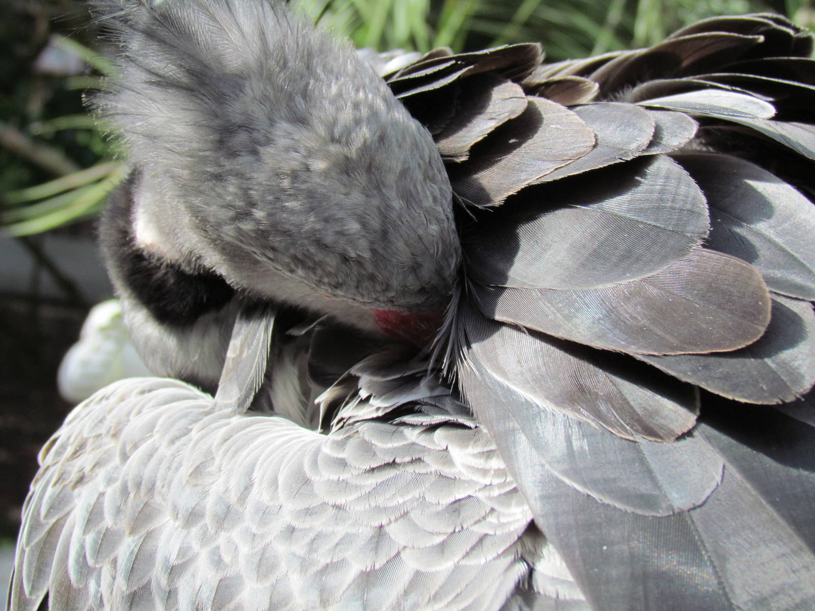 Crested Screamer Preening
