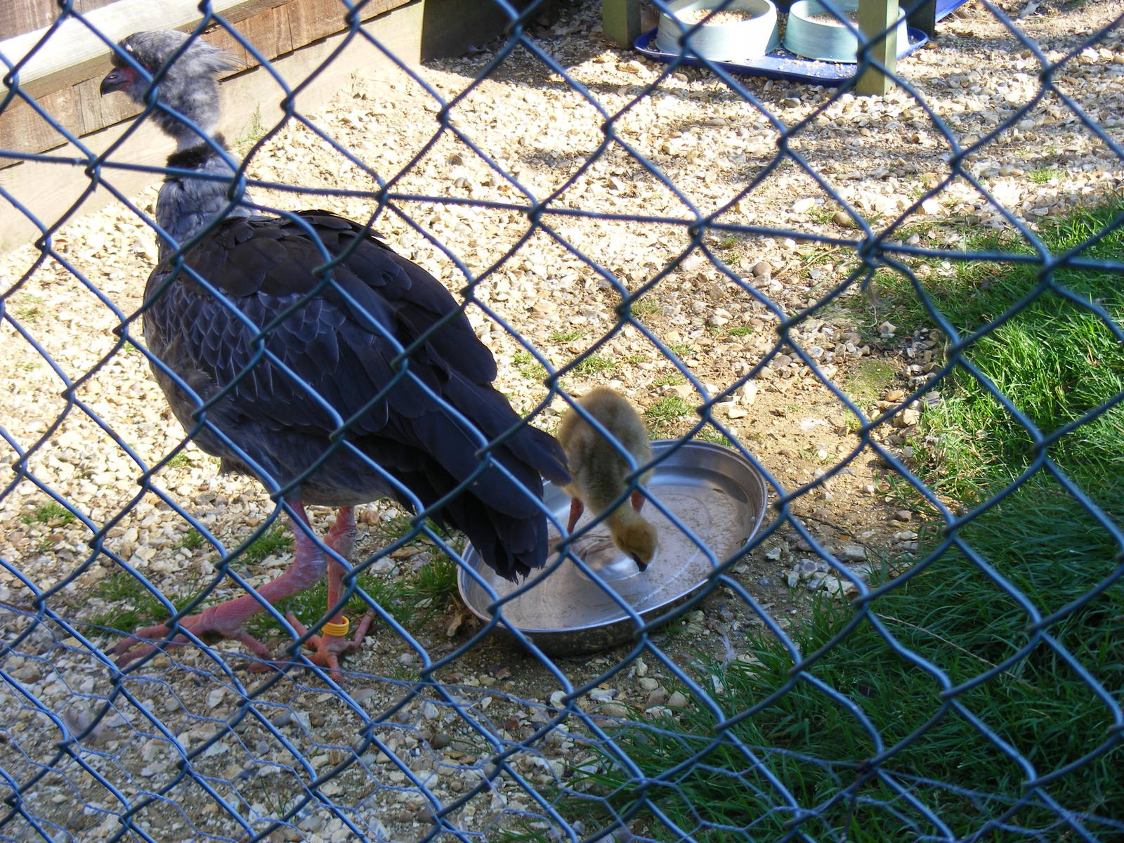 Crested screamer with chick at Paultons Park, 2 October 2011