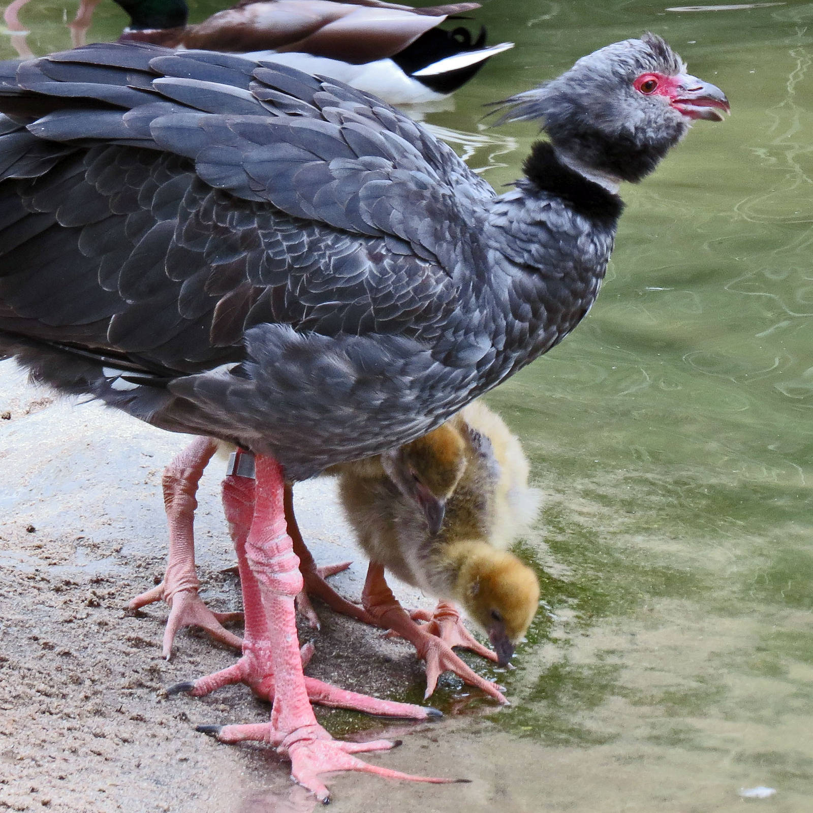 Crested Screamer with chicks