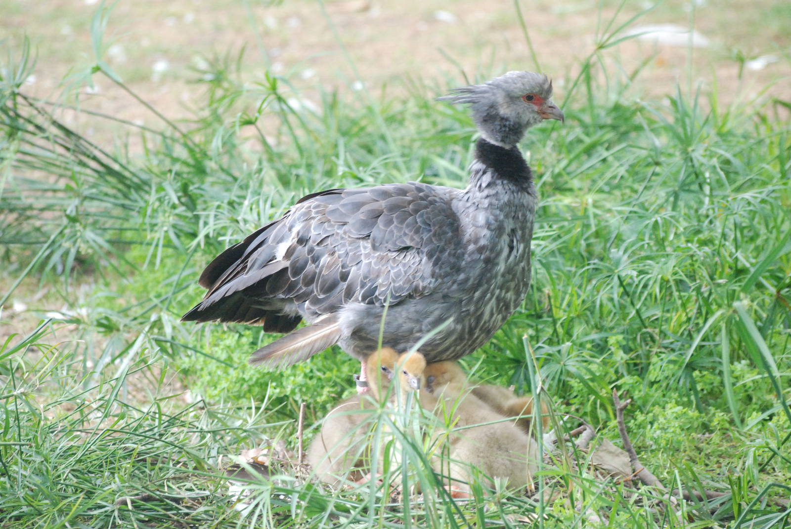 Crested Screamer with Young at Barcelona, 30/05/11