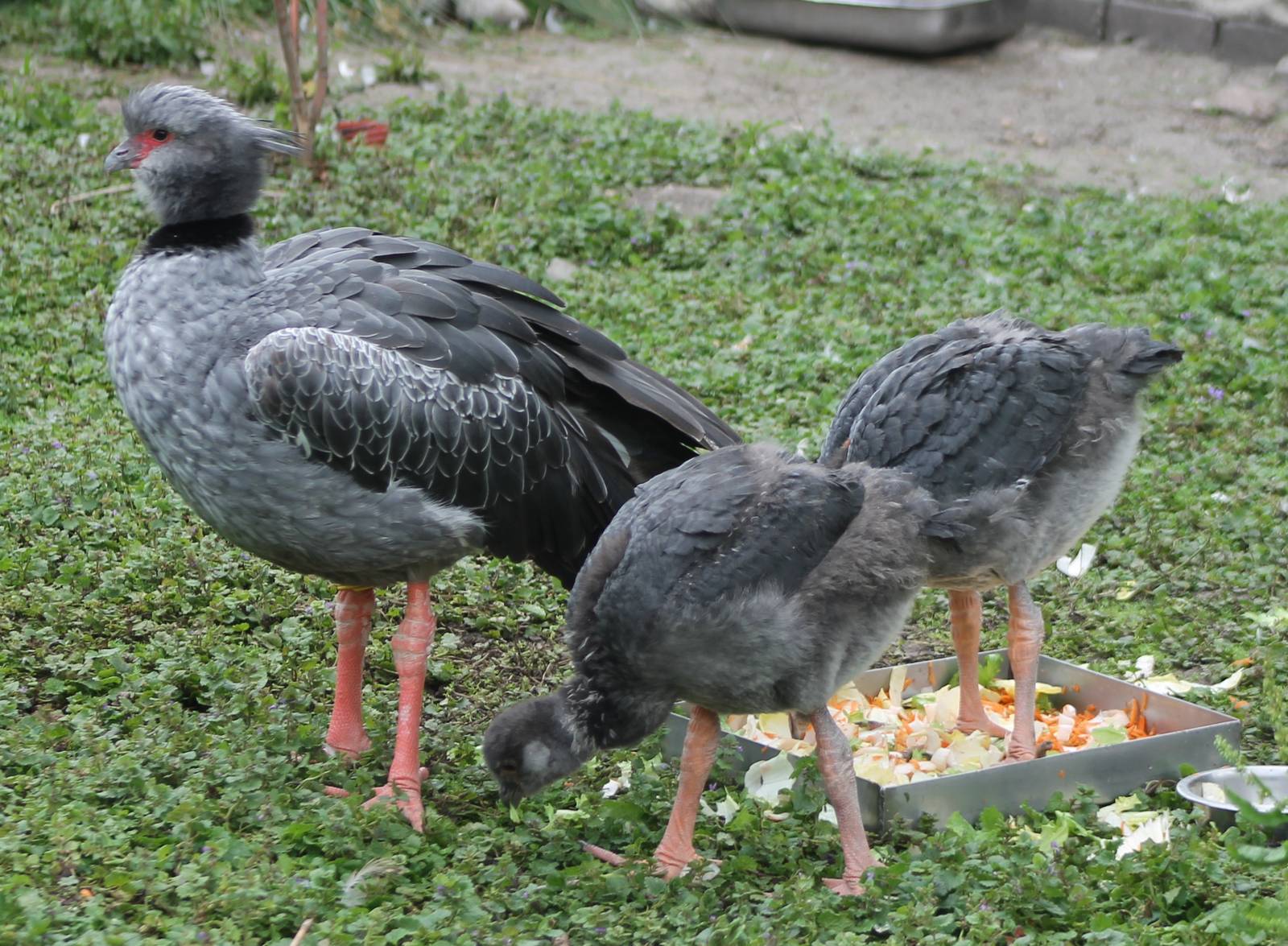 Crested screamer with young