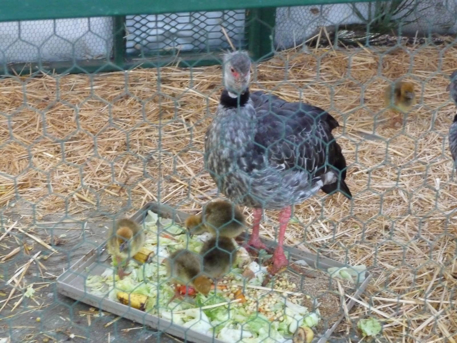 crested screamer zoo leon
