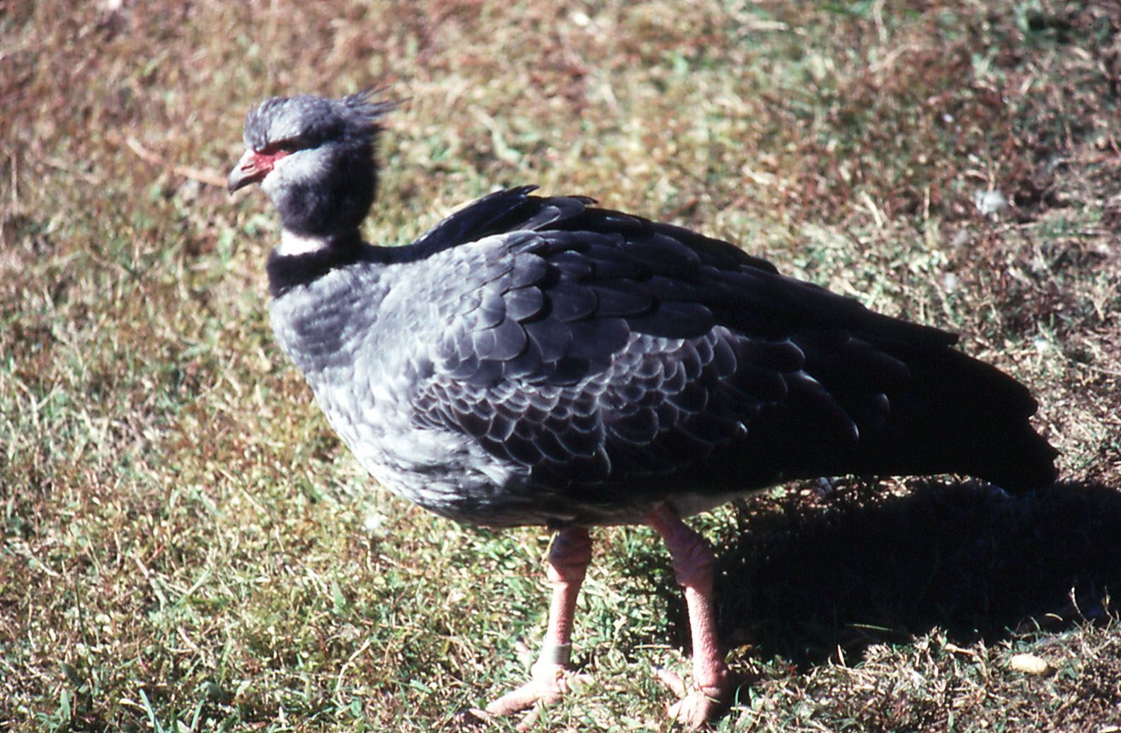 Crested Screamer
