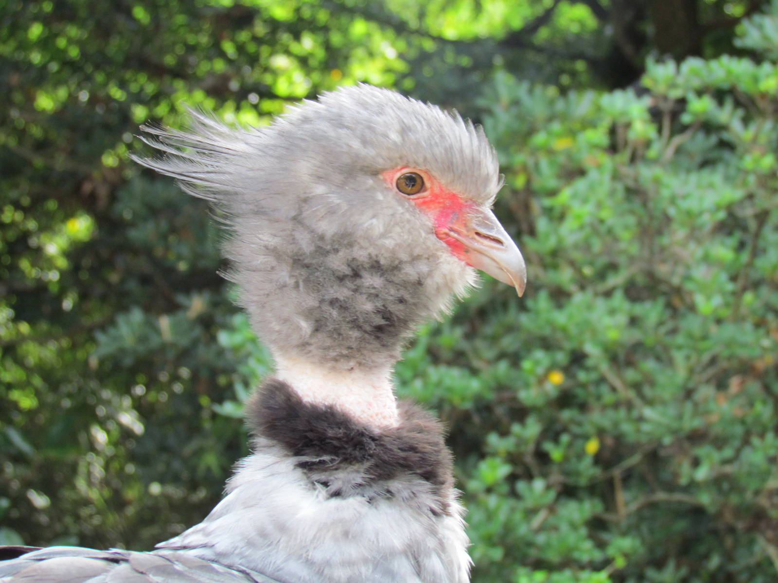 Crested Screamer