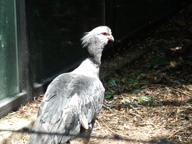Crested Screamer