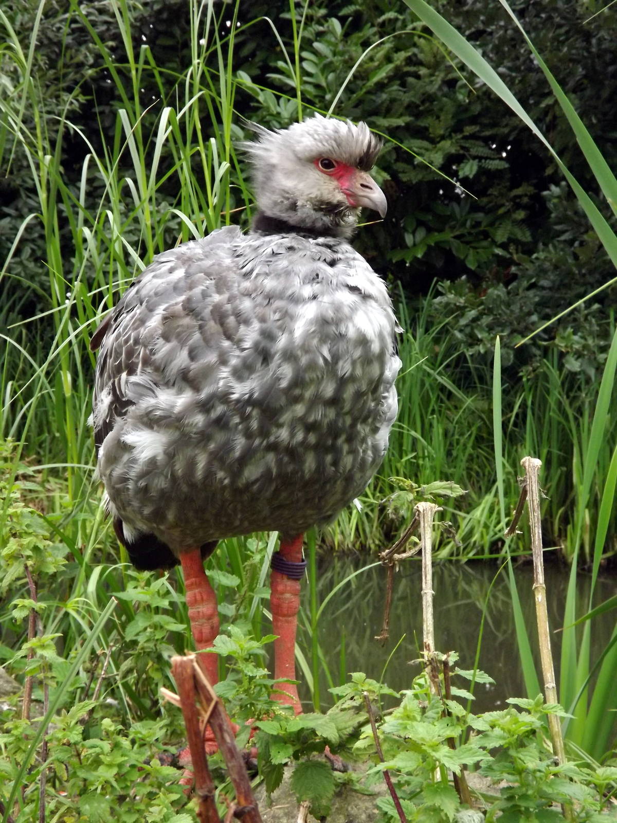 Crested Screamer