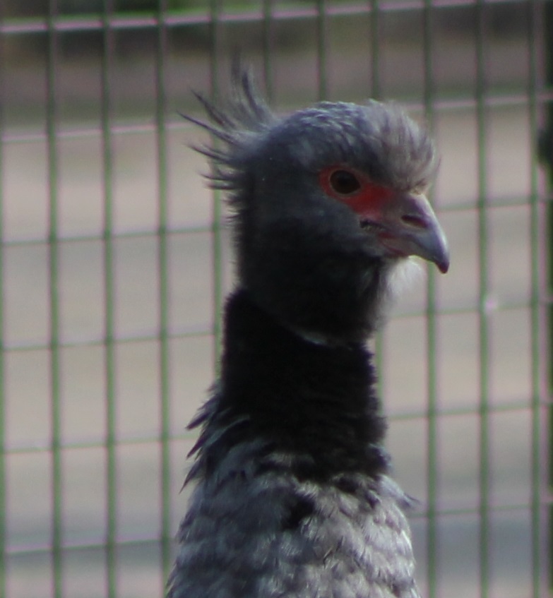 Crested screamer