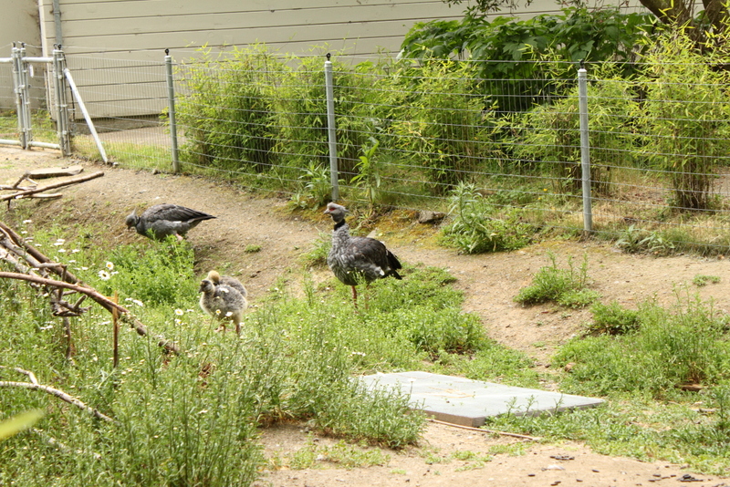 Crested Screamer