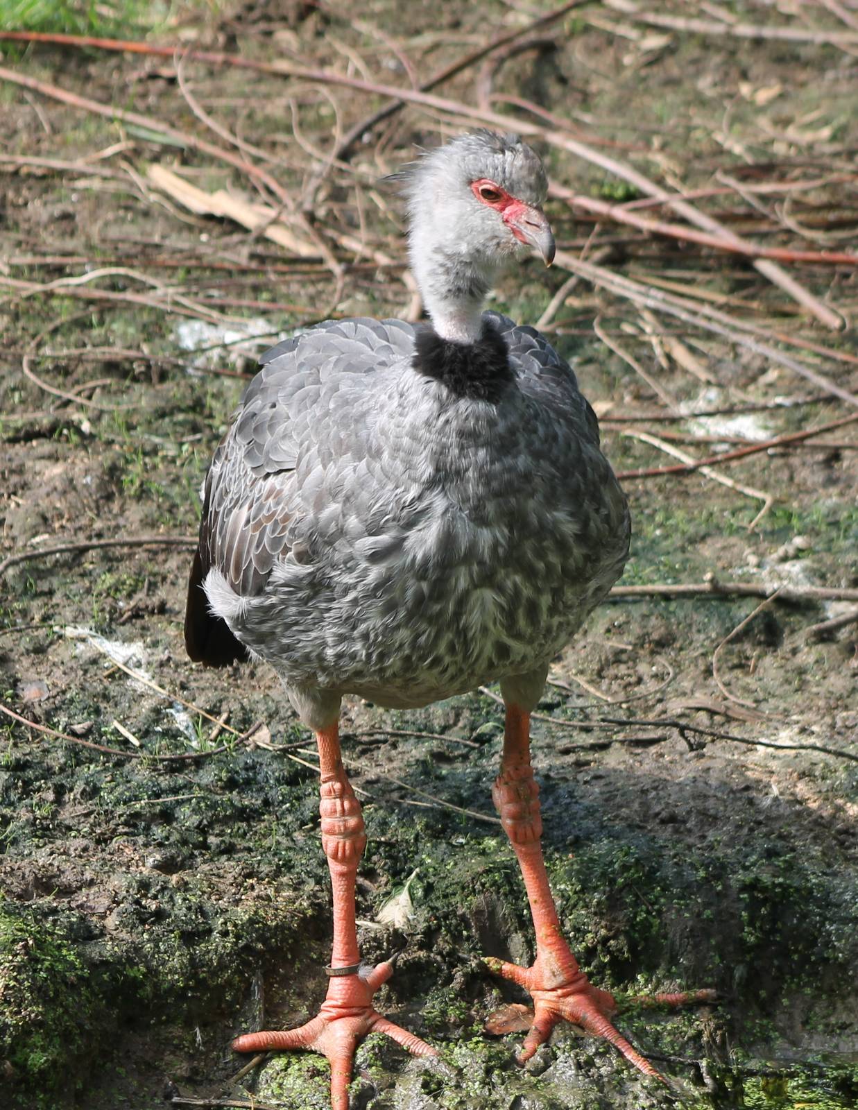 Crested screamer