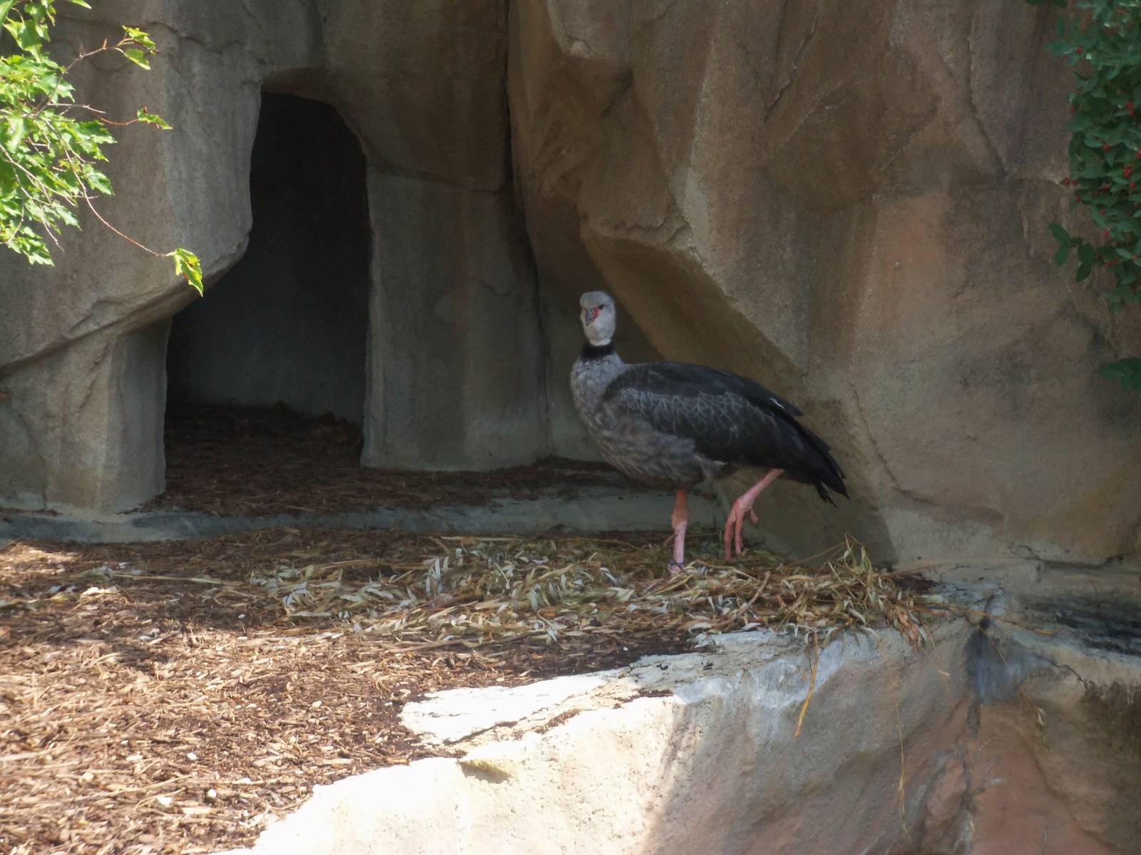 Crested Screamer