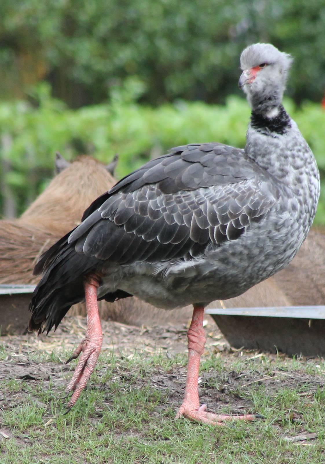 Crested screamer