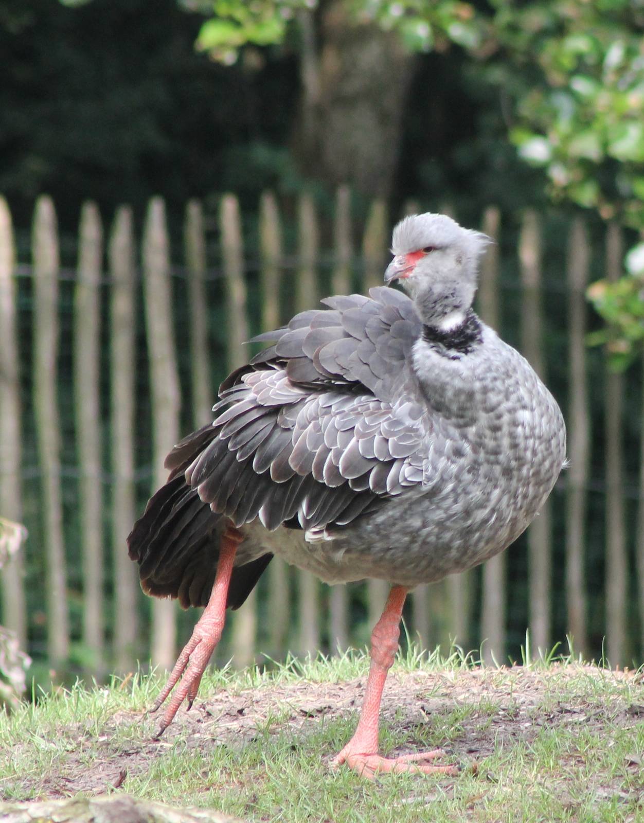 Crested screamer