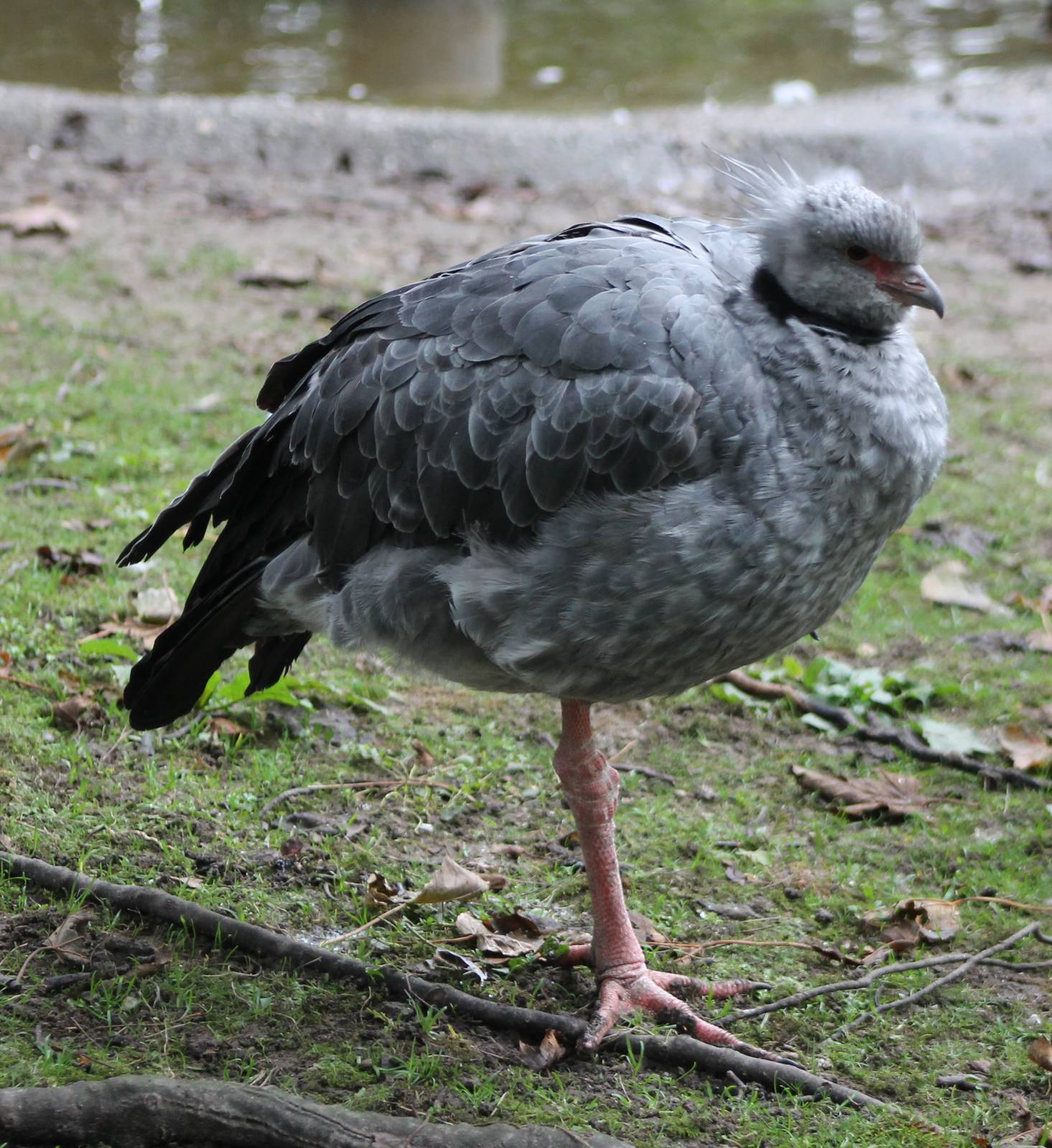 Crested screamer