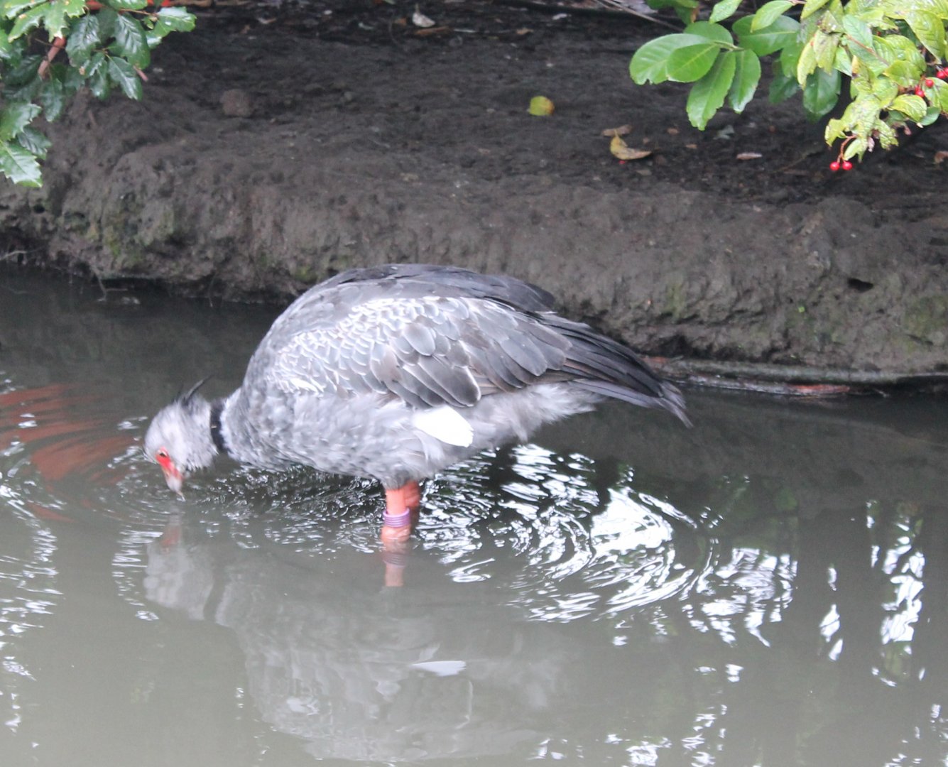 Crested screamer