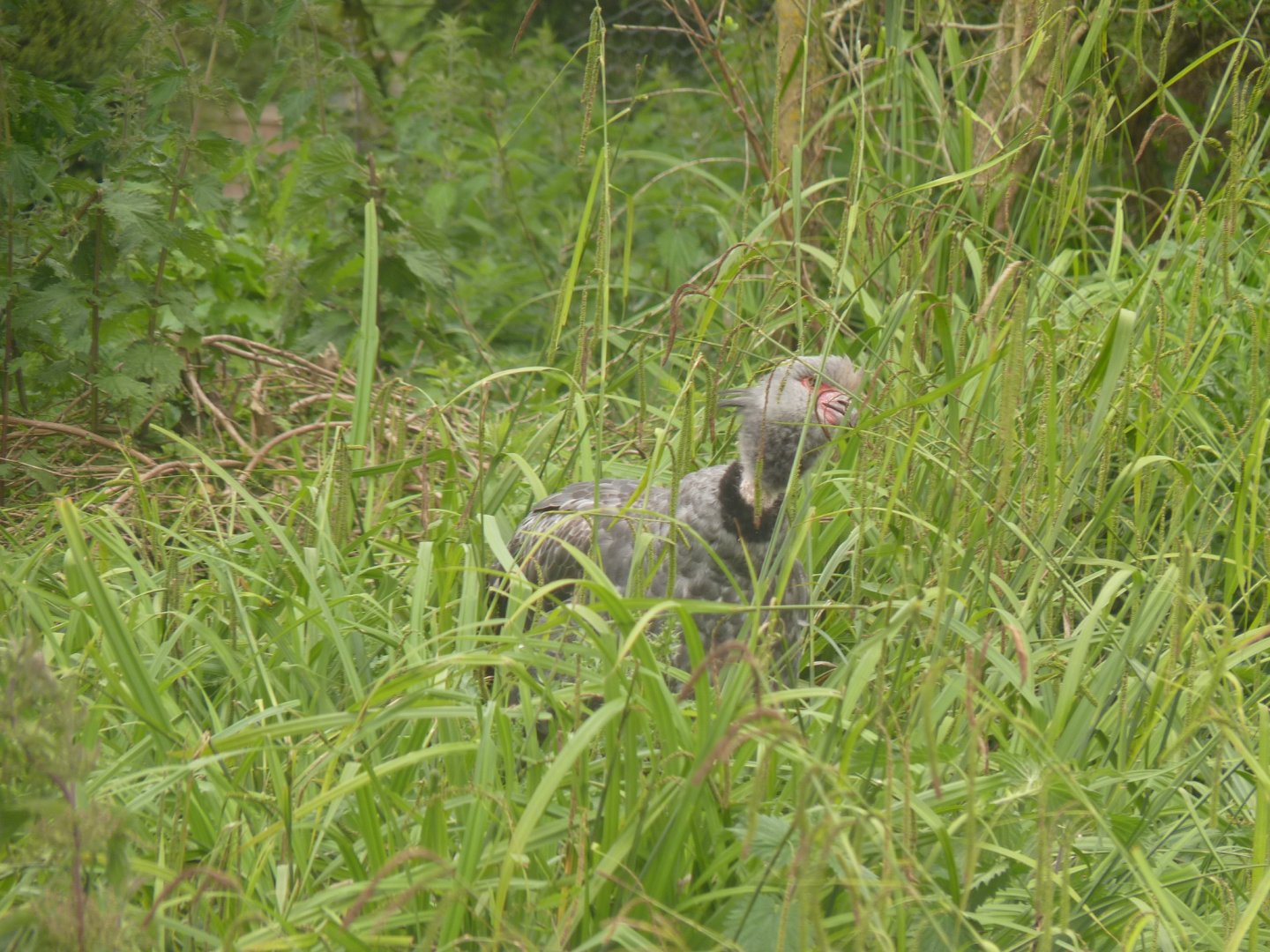 Crested Screamer