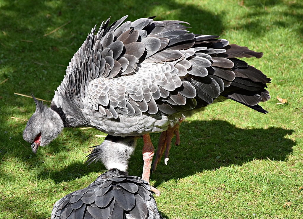 crested screamer