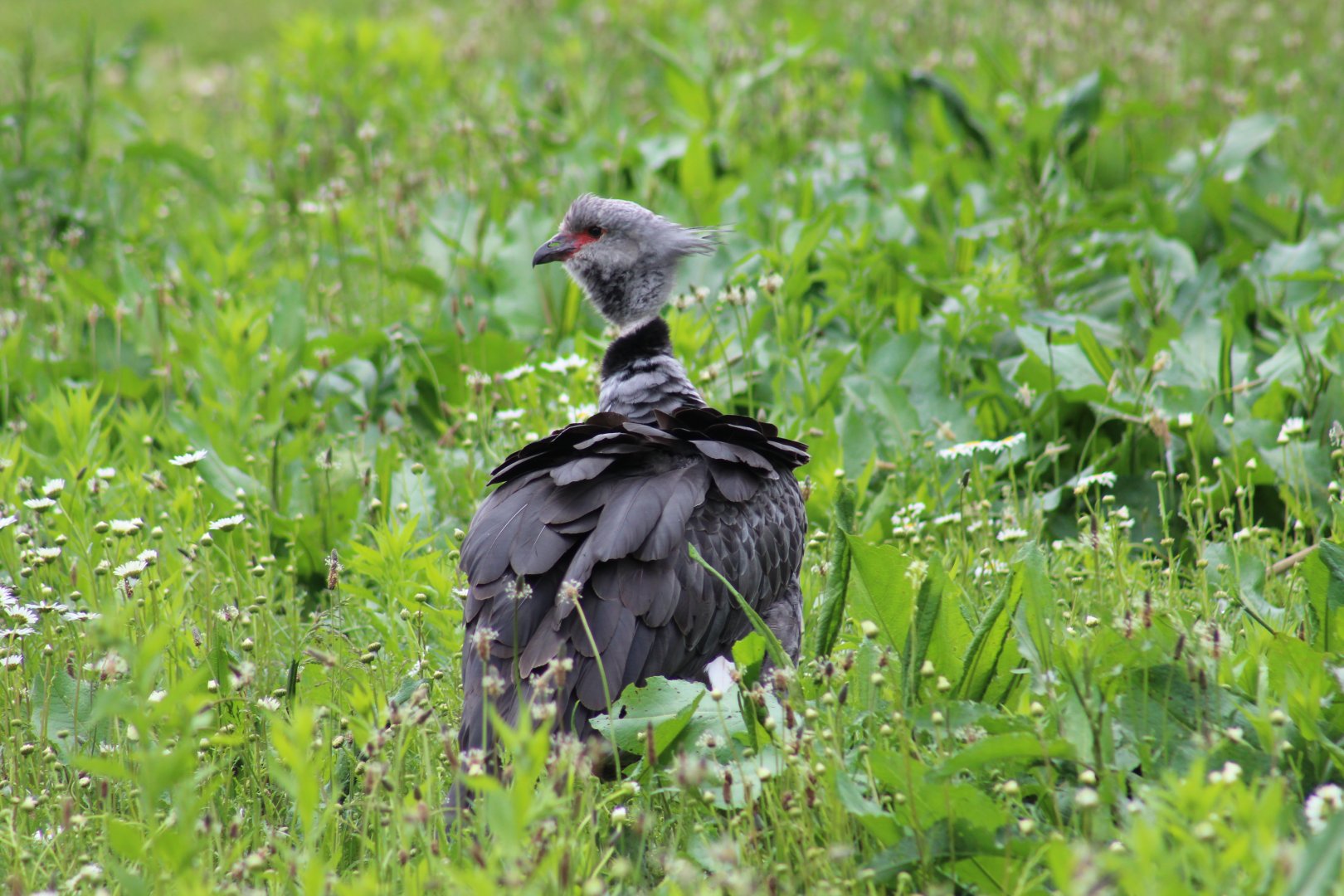 Crested Screamer
