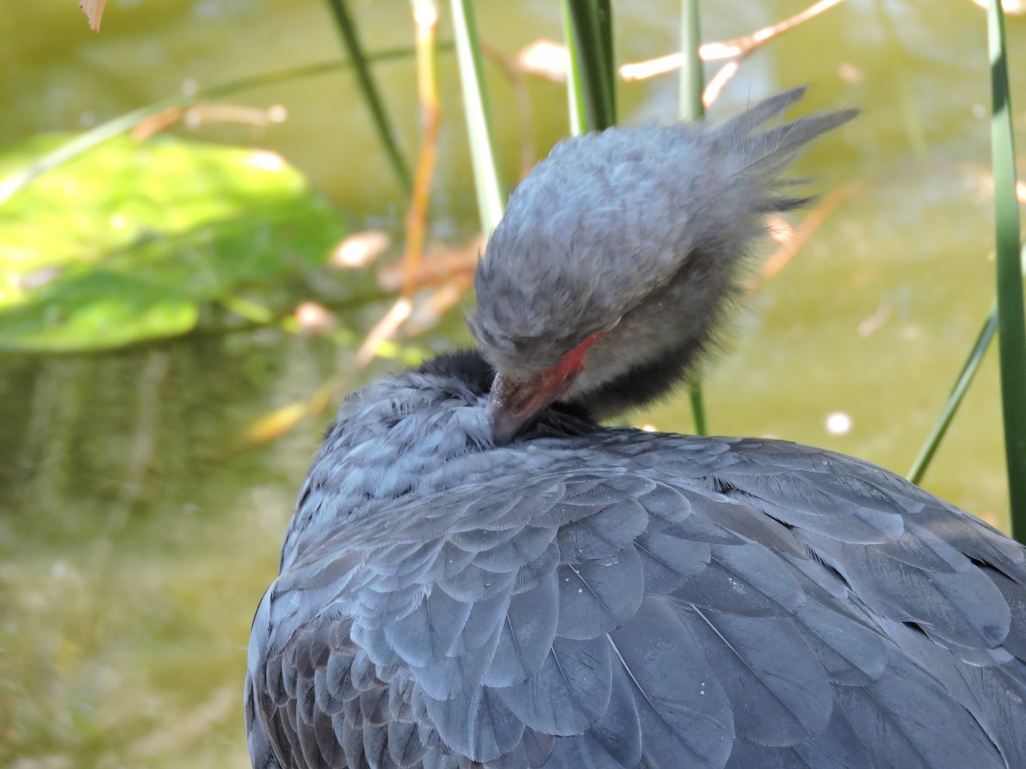 Crested Screamer