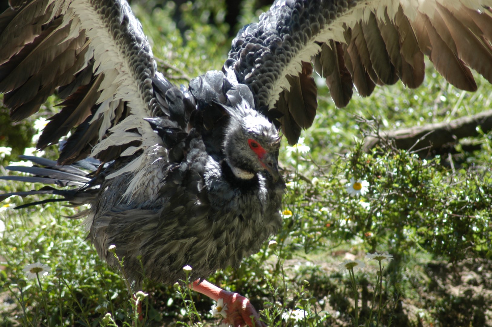 Crested Screamer