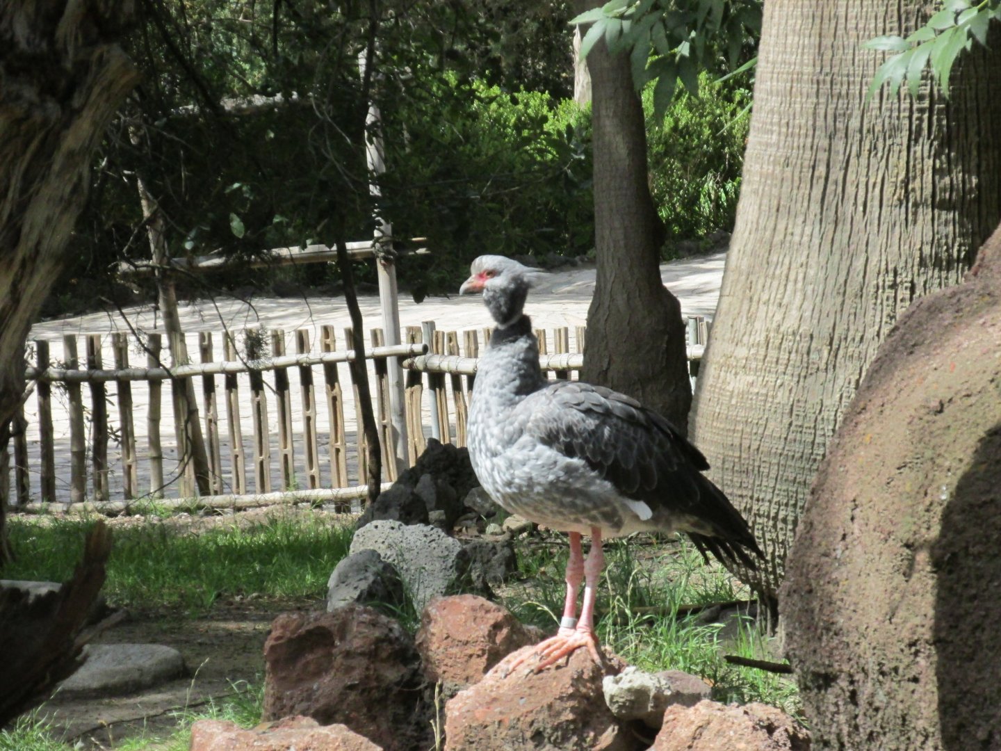 crested screamer