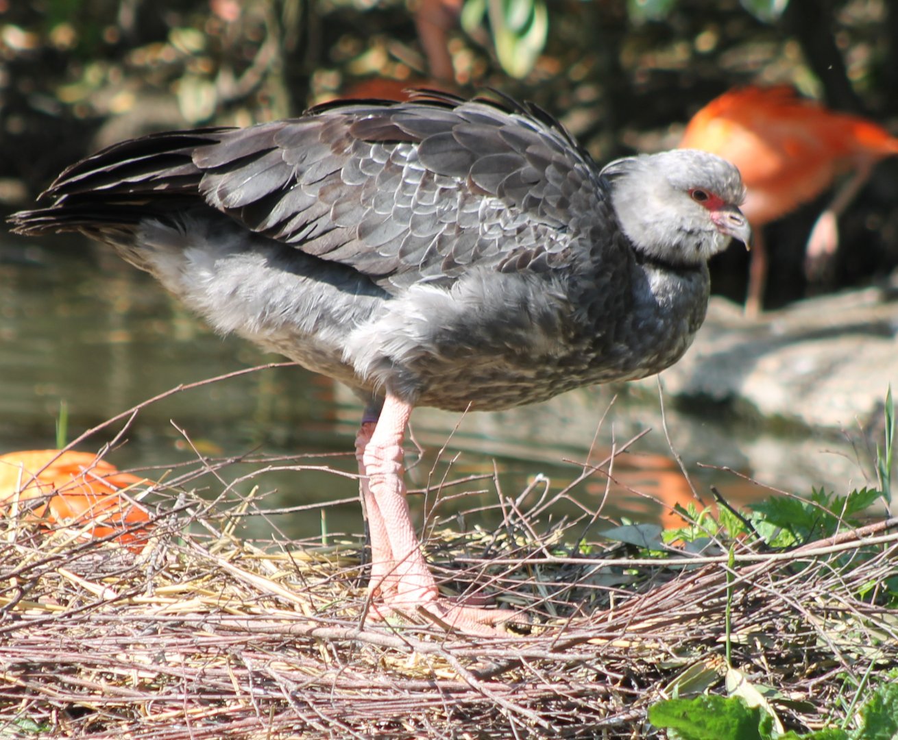 Crested screamer