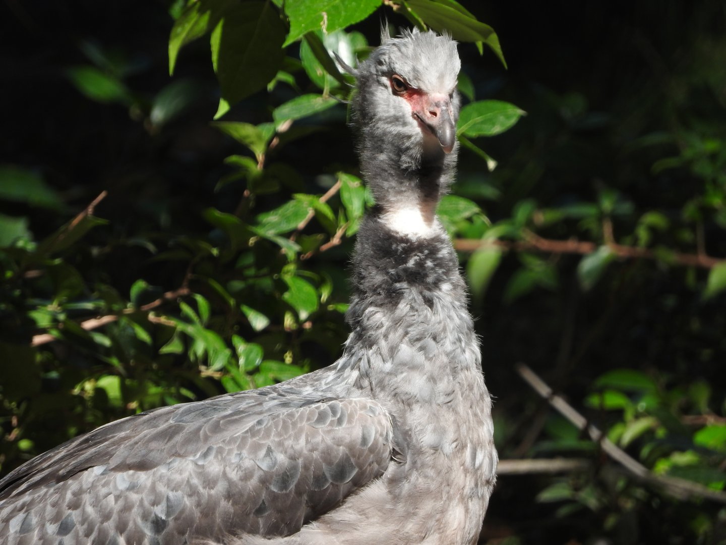 Crested Screamer