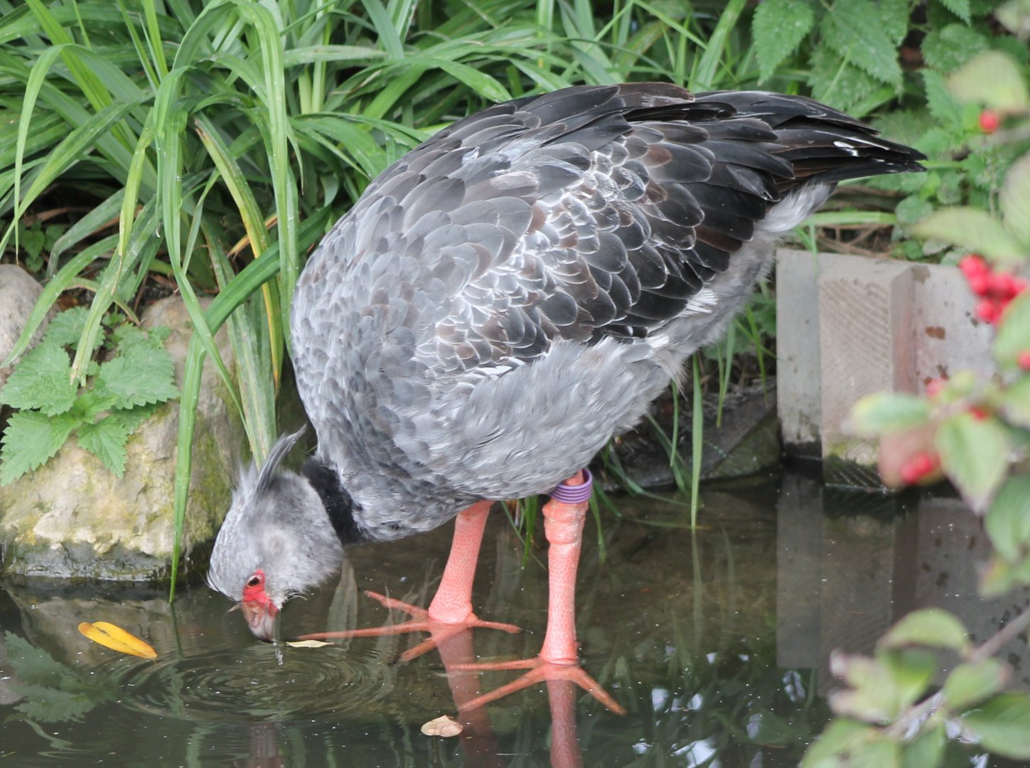 Crested screamer