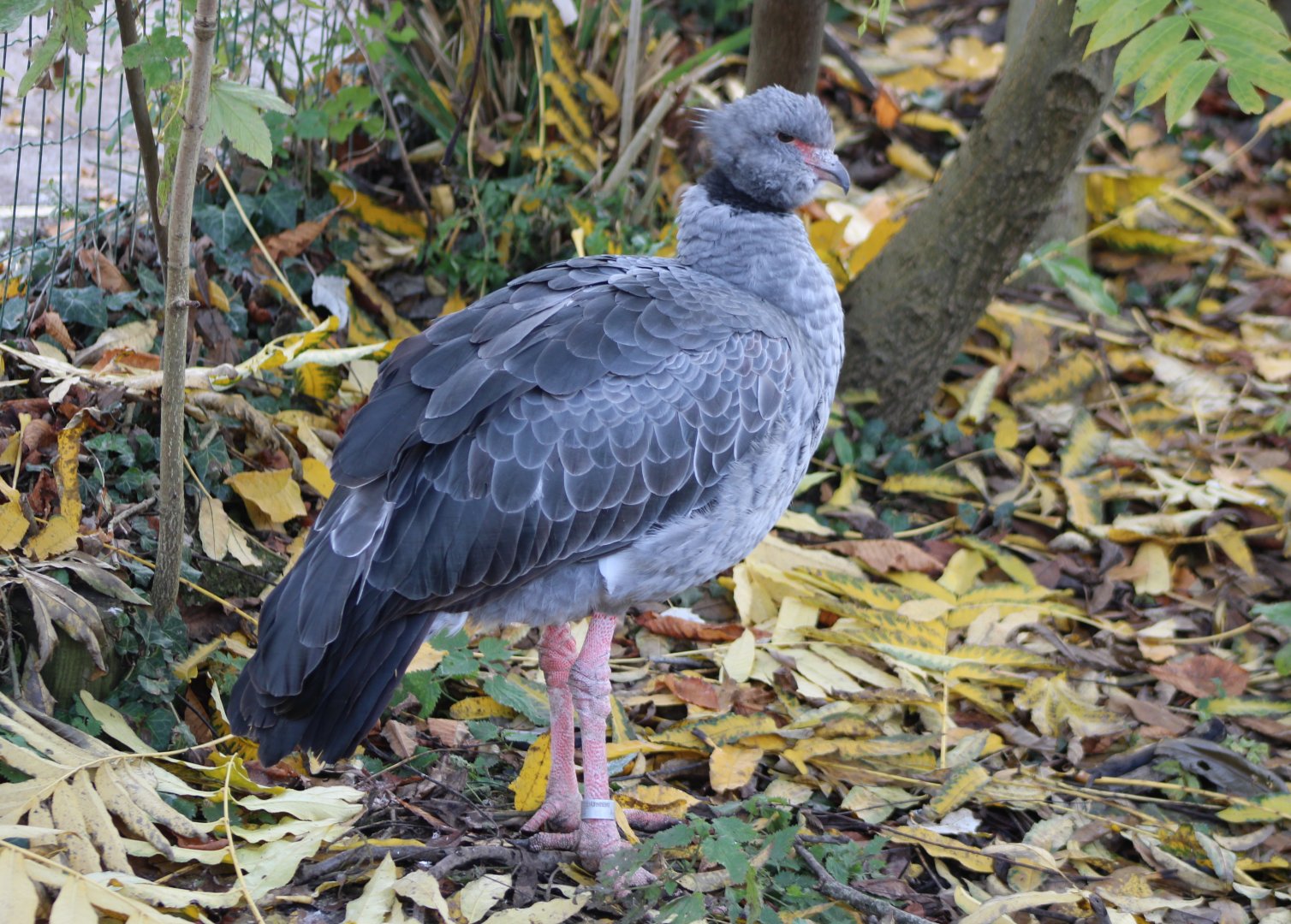 Crested screamer