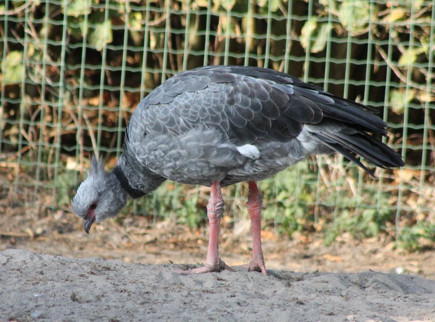Crested screamer