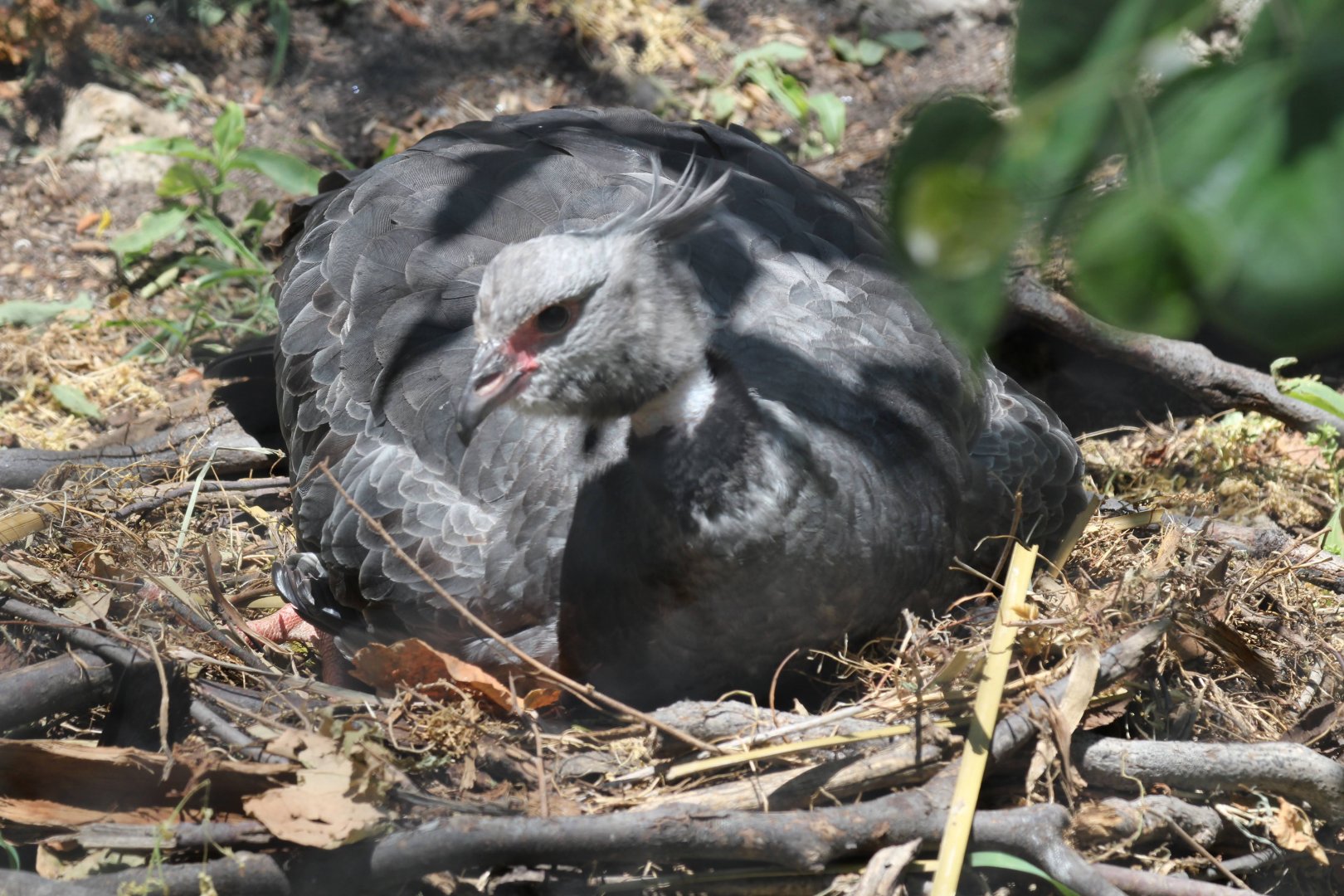 Crested Screamer
