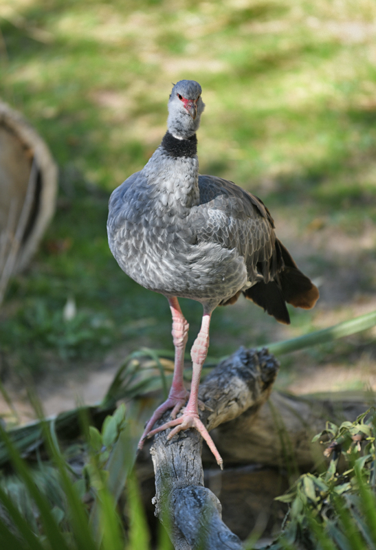 crested screamer