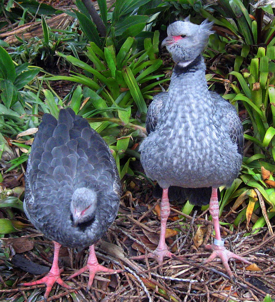 Crested Screamer