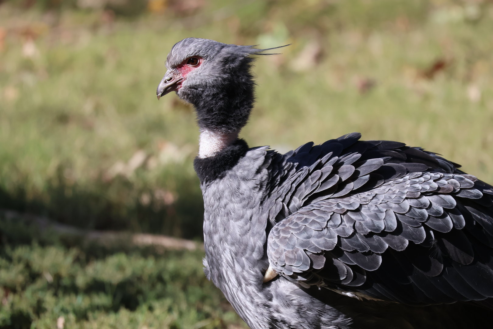 Crested Screamer