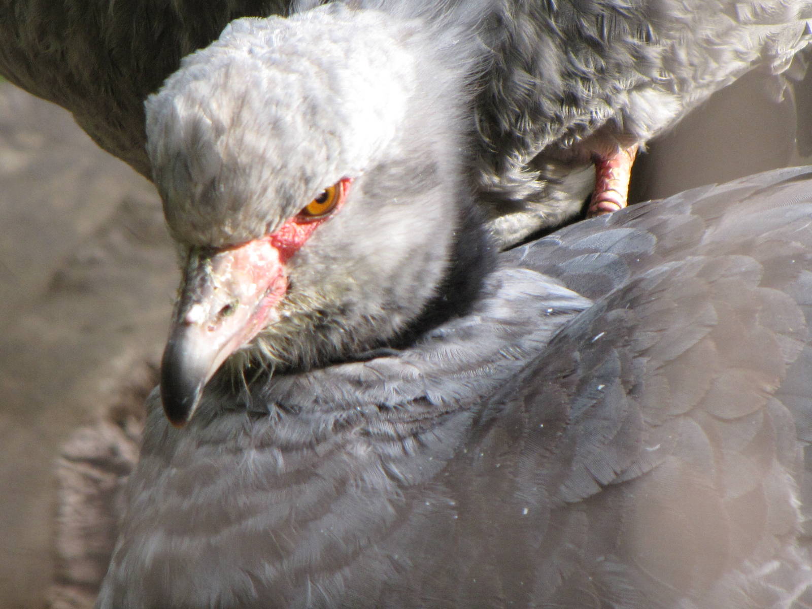 Crested Screamer