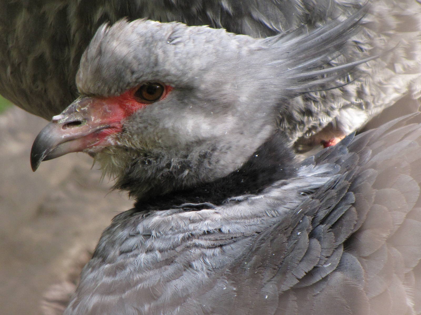 Crested Screamer