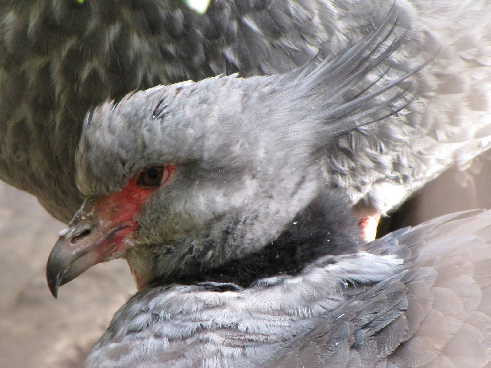 Crested Screamer