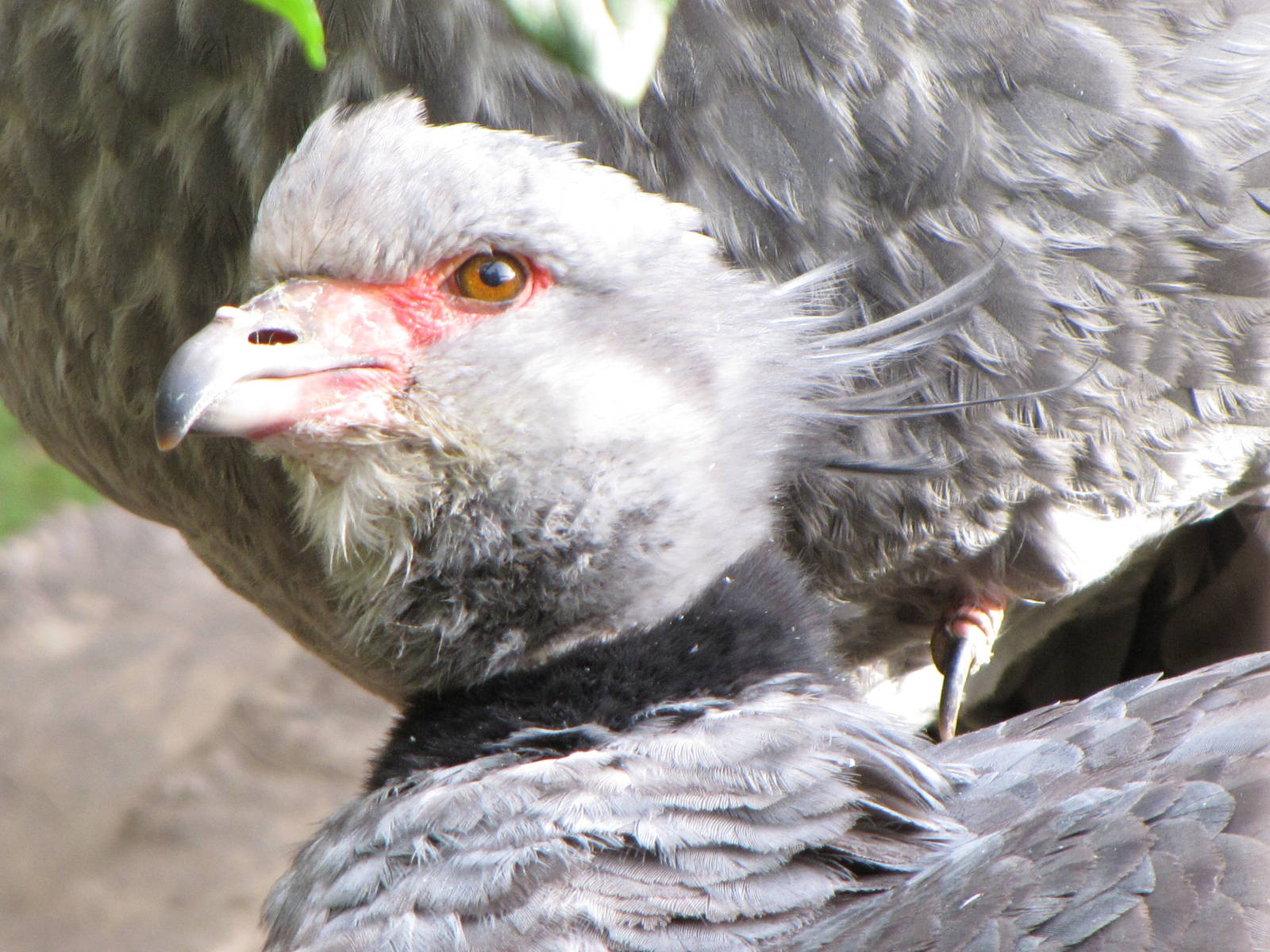 Crested Screamer