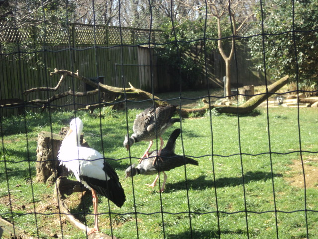 Crested screamers 2006