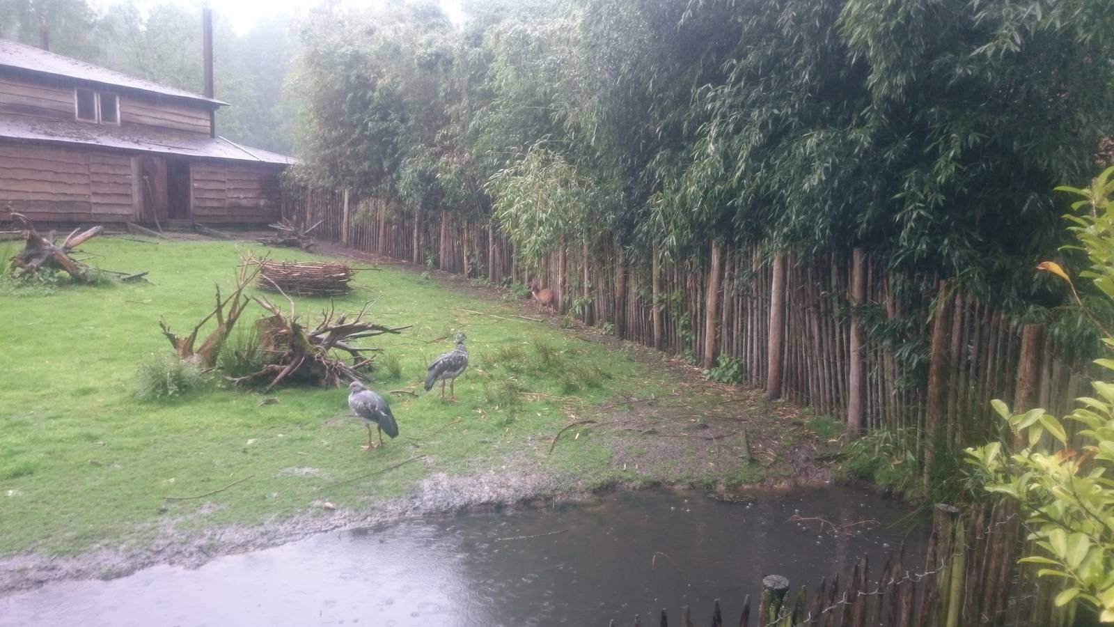 Crested screamers and Muntjac