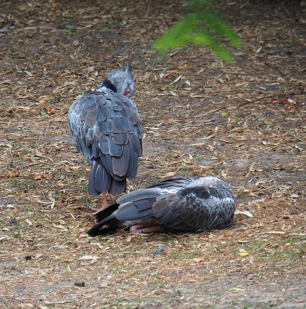 Crested screamers (Chauna torquata), 2019-08-11