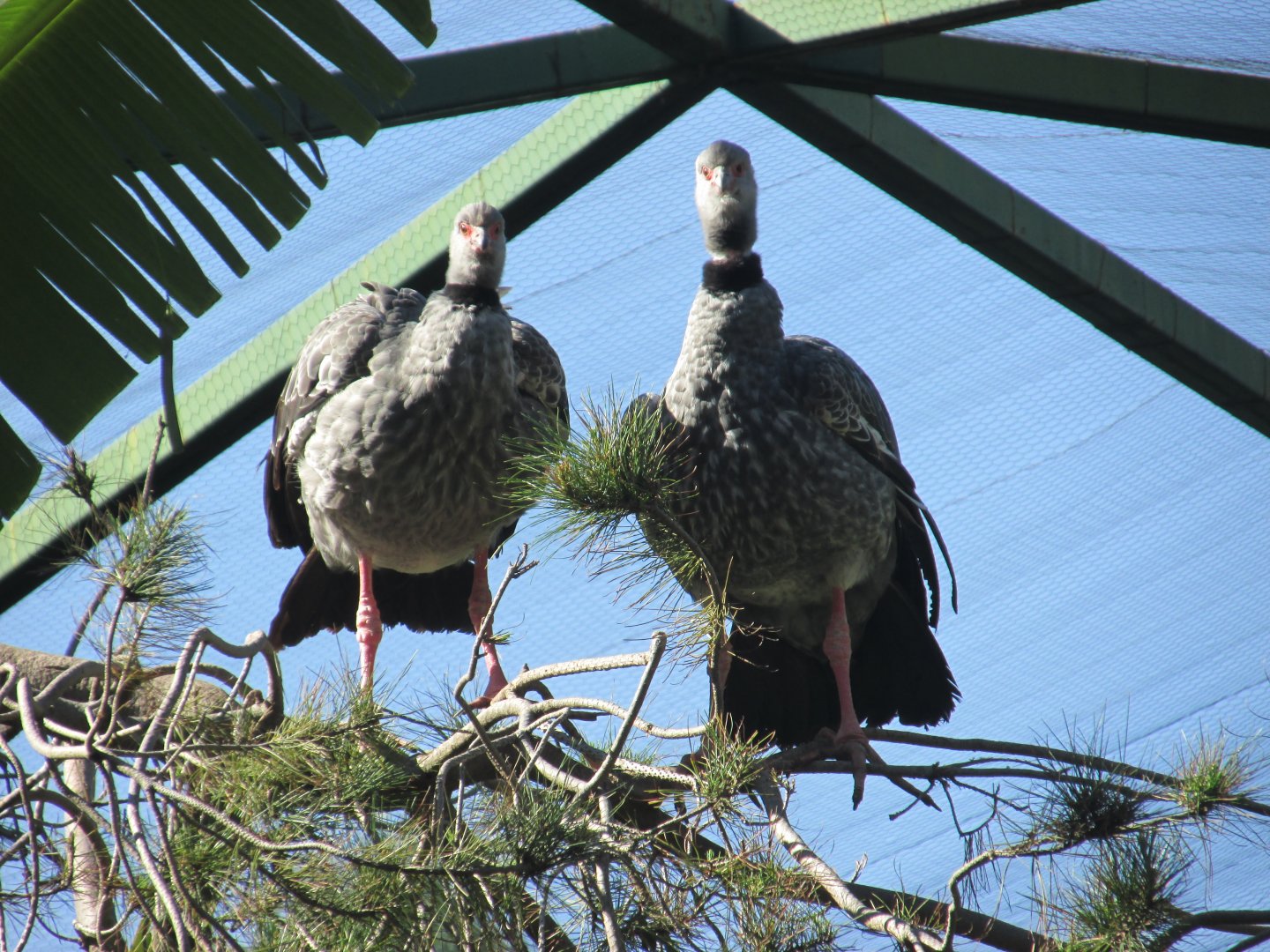 crested screamers in free flight aviary