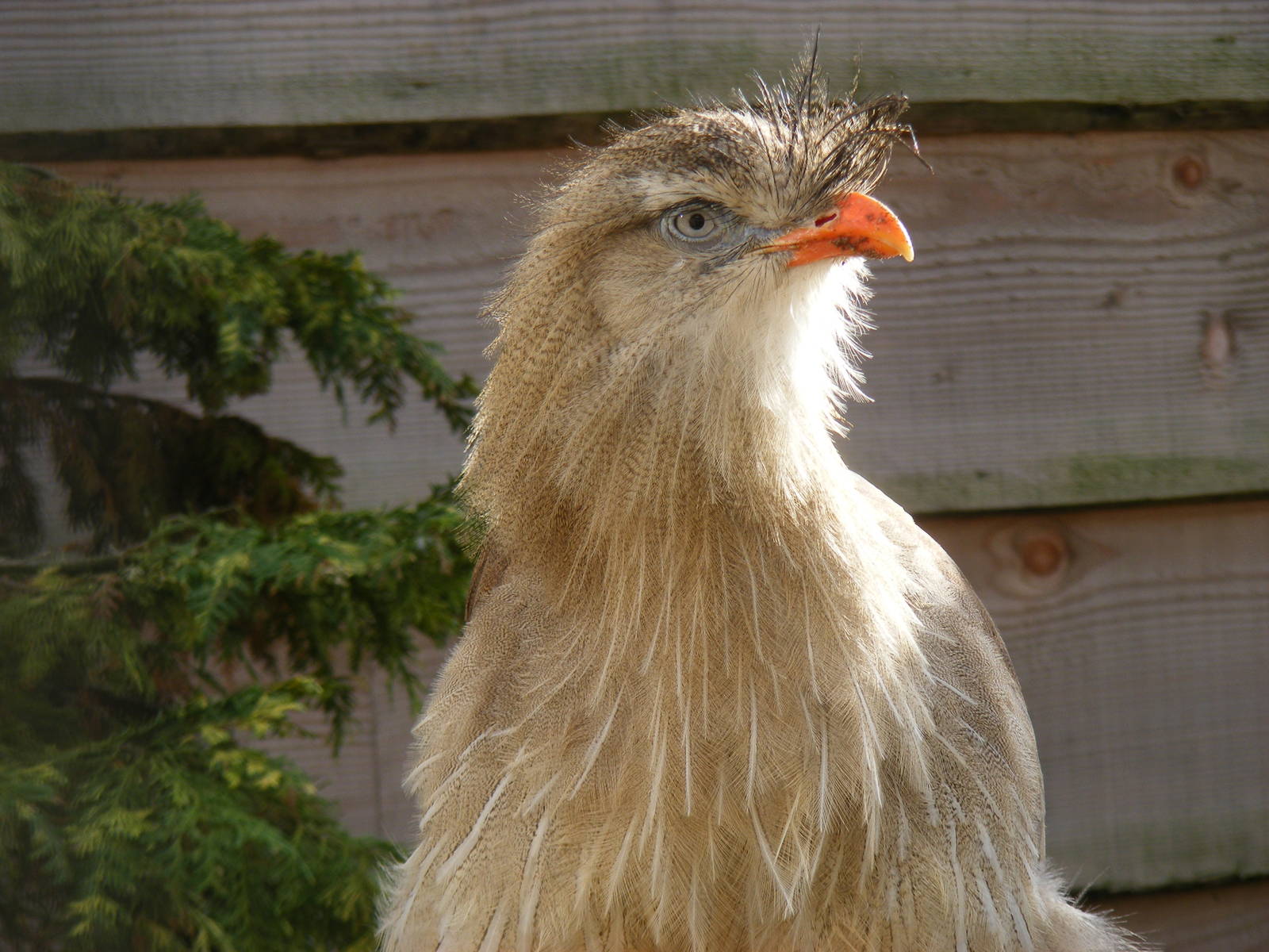 Crested seriema at Blackbrook Zoo, 13 November 2010