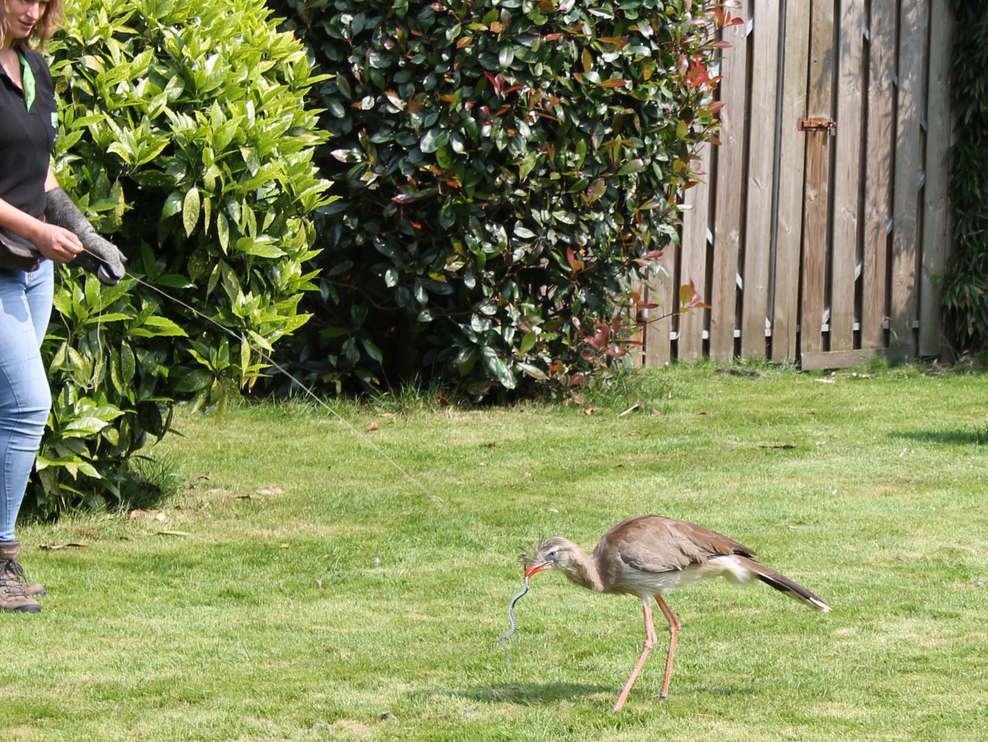 Crested seriema at the bird-show