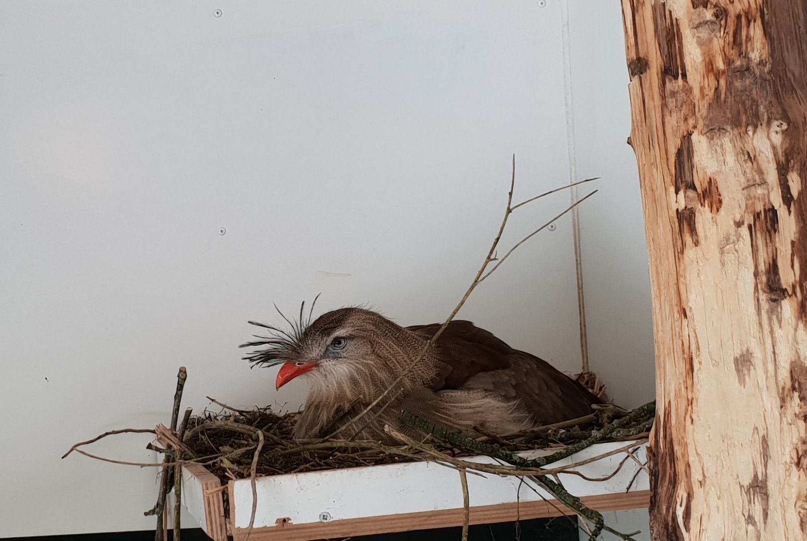 Crested seriema at the nest