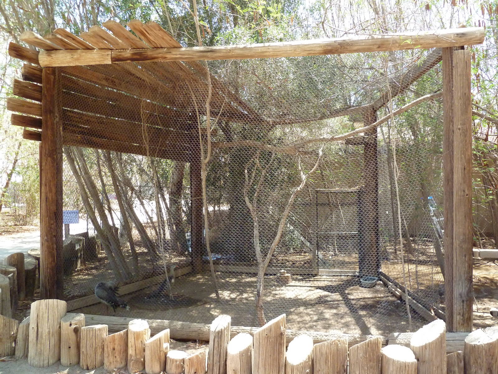 Crested Seriema Exhibit