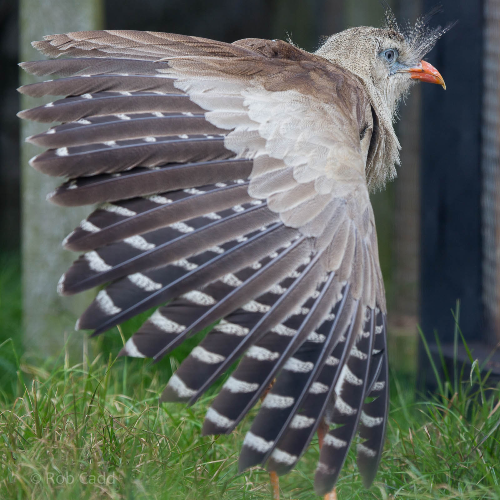 Crested seriema : Hamerton : 05 Sep 2014